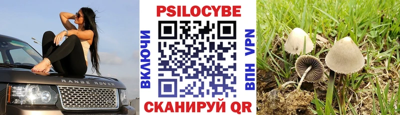 Псилоцибиновые грибы Cubensis  блэк спрут ССЫЛКА  Калач-на-Дону 